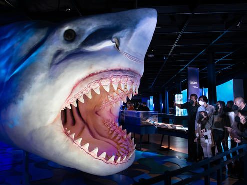 New Exhibit Sharks at American Museum of Natural History