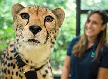 Virtual Meet & Greet Sessions With Bronx Zoo
