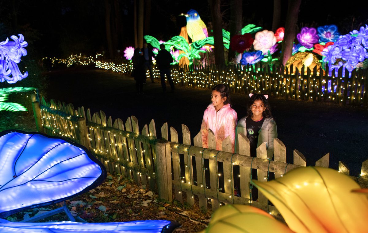 Holiday Lights at Bronx Zoo Opens November 18