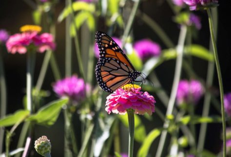 Family Art Project: Print and Fly with Monarch Butterflies
