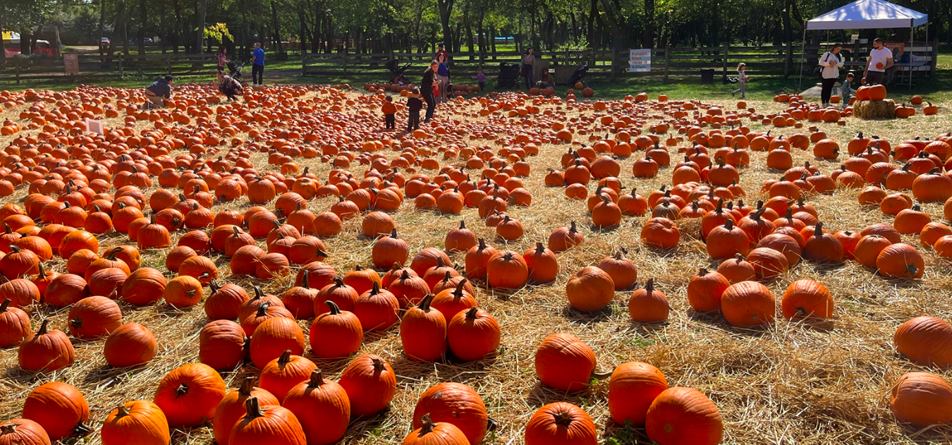 Pumpkin Patch at Queens County Farm Museum