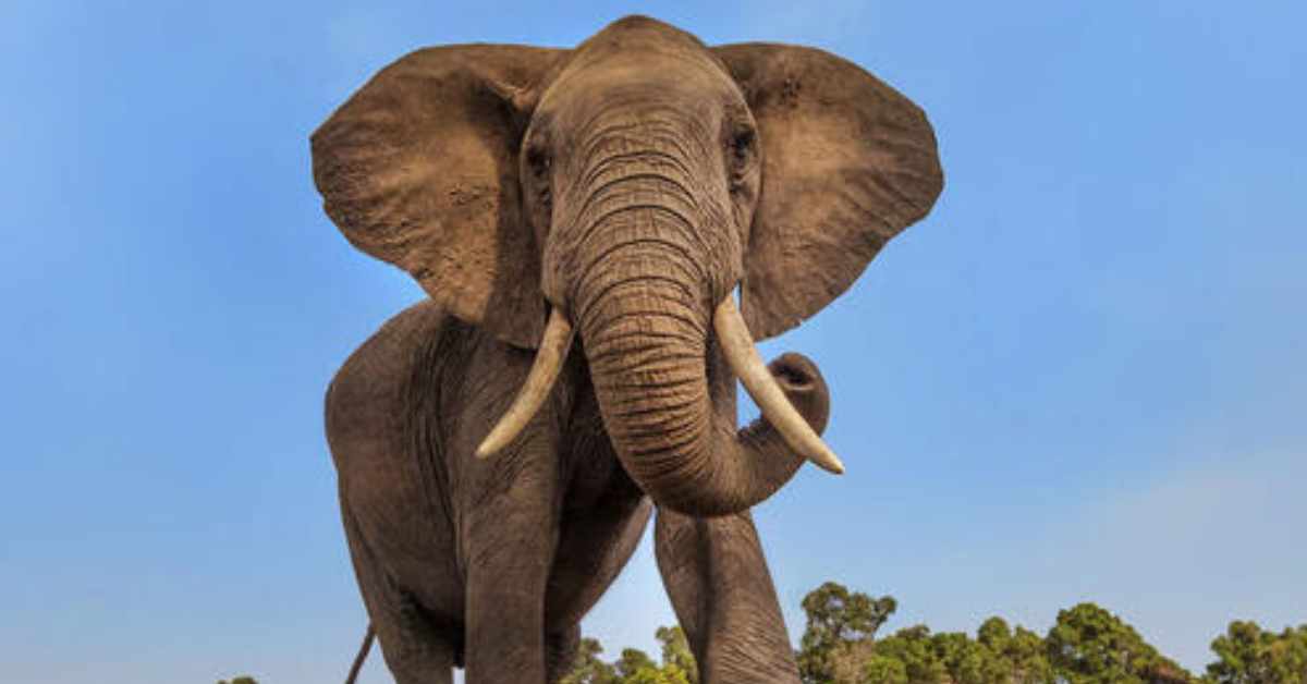 The Secret World of Elephants Opening at AMNH