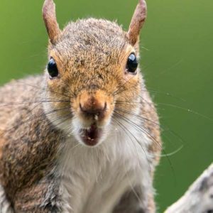 Kids Week: All About Squirrels