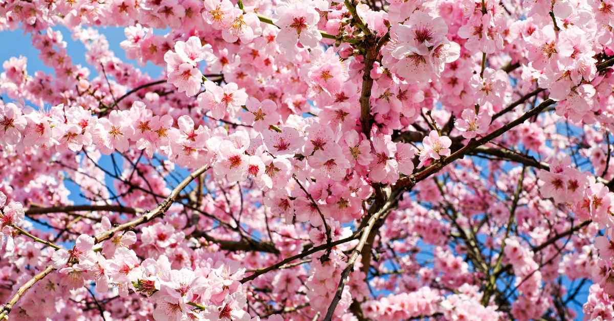 Where to See Cherry Blossom in NYC