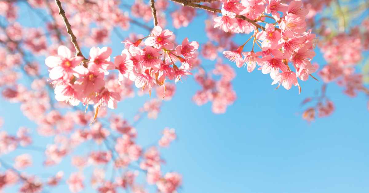 Where To Visit Cherry Blossom in NYC