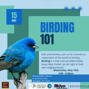 Birding 101