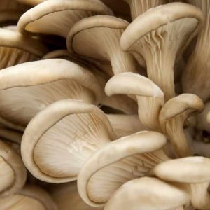 Field Guide: Planting Workshop: Wine Cap & Oyster Mushrooms
