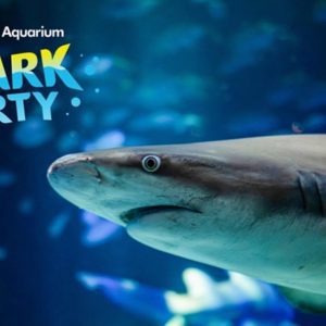 New York Aquarium’s New Shark Party Makes Summer Splash