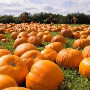 Pumpkin Patch at Queens County Farm Museum