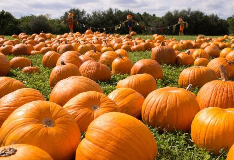 Pumpkin Patch at Queens County Farm Museum
