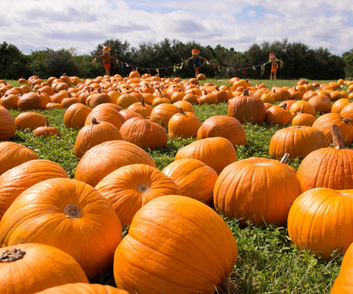 Pumpkin Patch at Queens County Farm Museum