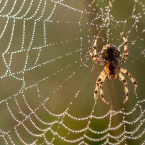 Bug Budies at Queens County Farm Museum