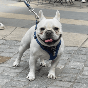 Paws on Parade at Bryant Park