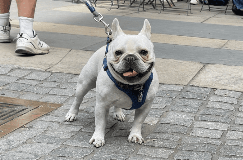 Paws on Parade at Bryant Park