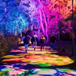 Lightscape at Brooklyn Botanic Garden