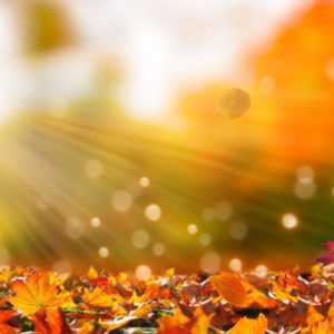 Fall Festival at 104th Street Garden