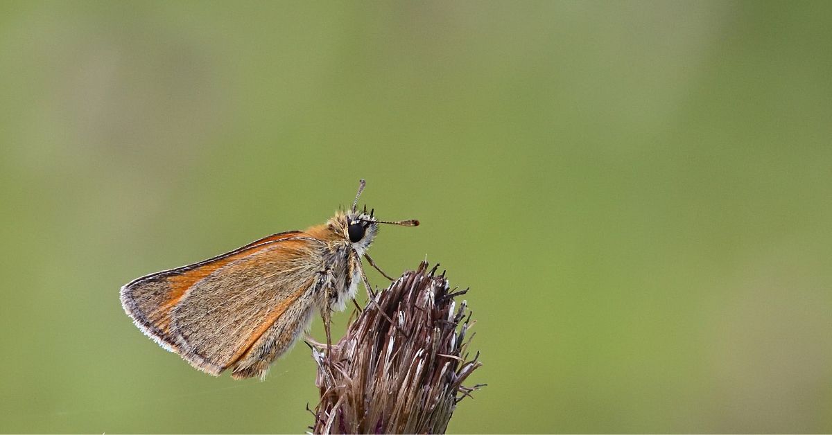 Bug Buddies! at Queens County Farm Museum