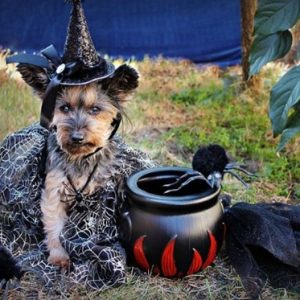Howl-o-ween Event