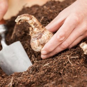Autumn Gardening: Bulb Planting