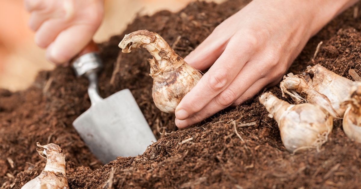 Autumn Gardening: Bulb Planting