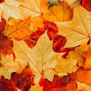 Autumn Leaves Story Time and Craft