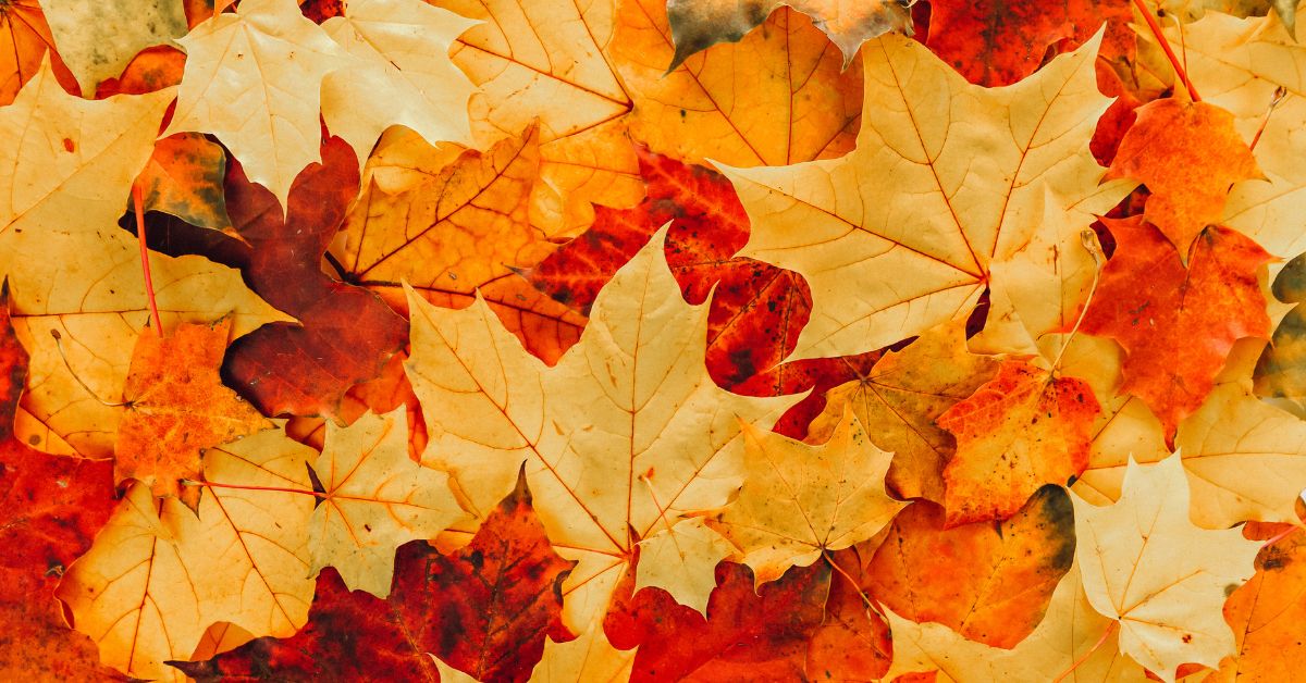 Autumn Leaves Story Time and Craft