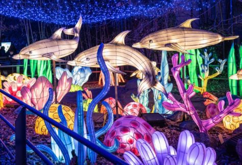 Bronx Zoo Holiday Lights