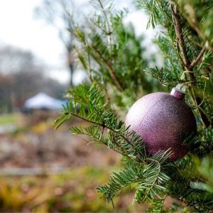 Winter Wonder at Queens Botanical Garden