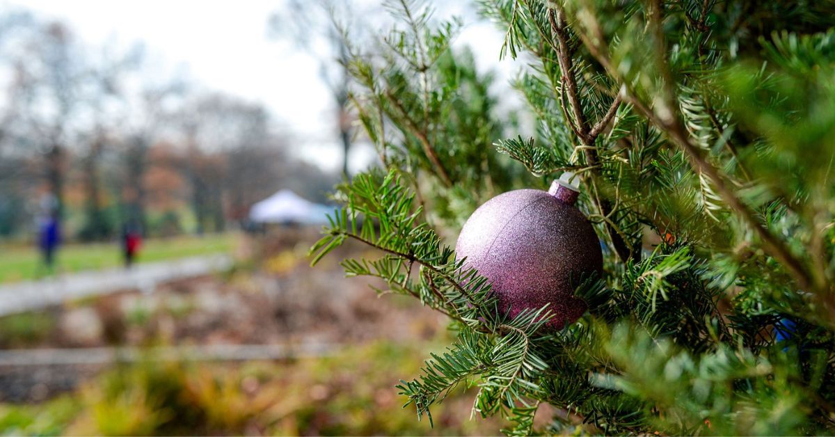 Winter Wonder at Queens Botanical Garden