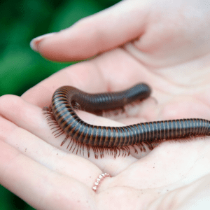 Bug Buddies: Our Planet's Tiny Superheroes!