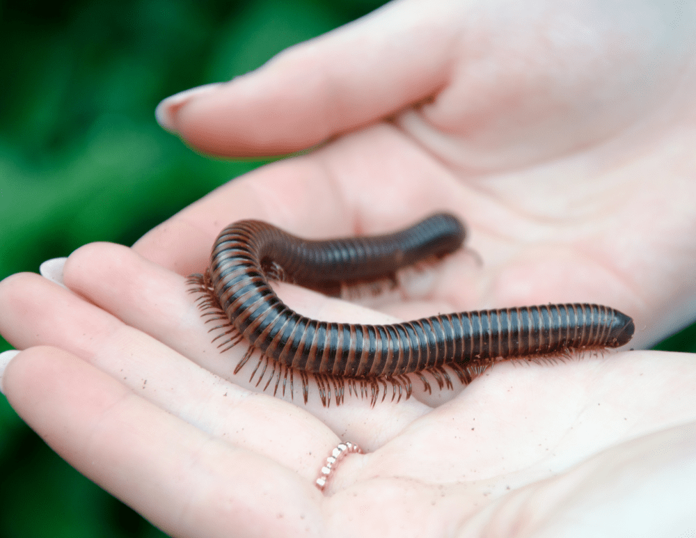 Bug Buddies: Our Planet's Tiny Superheroes!