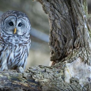 Owl Pellet Discovery & Dissection