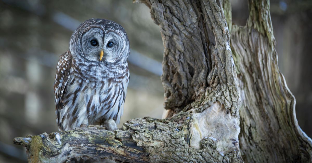Owl Pellet Discovery & Dissection