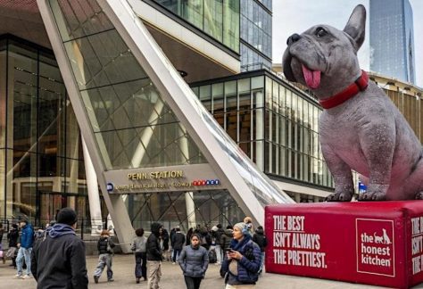 Celebrate the Beauty of Real Pups with The Honest Kitchen