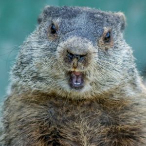 Groundhog Day at Staten Island Zoo
