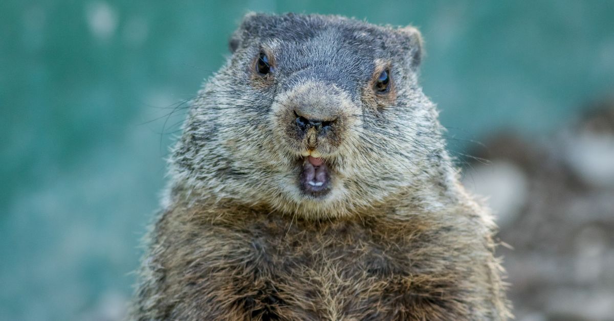 Groundhog Day at Staten Island Zoo