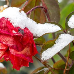 Winter Hibernation Storytime and Craft with Dongan Hills Library