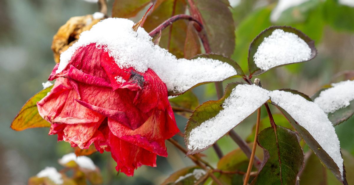 Winter Hibernation Storytime and Craft with Dongan Hills Library