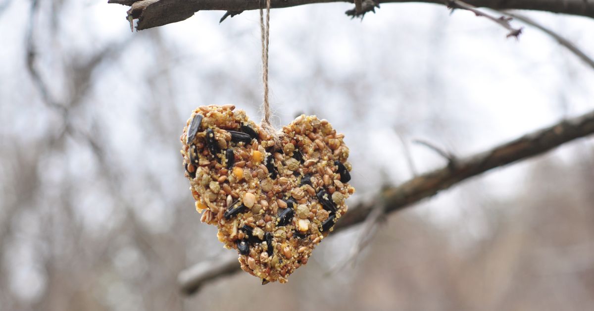 For the Love of Birds