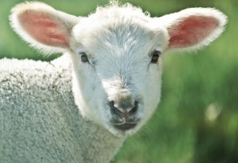 Sheep Shearing Festival
