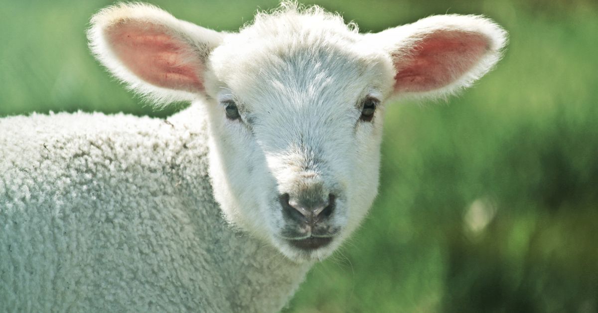 Sheep Shearing Festival