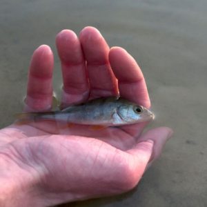 World Fish Migration Day