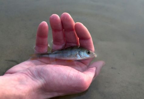 World Fish Migration Day