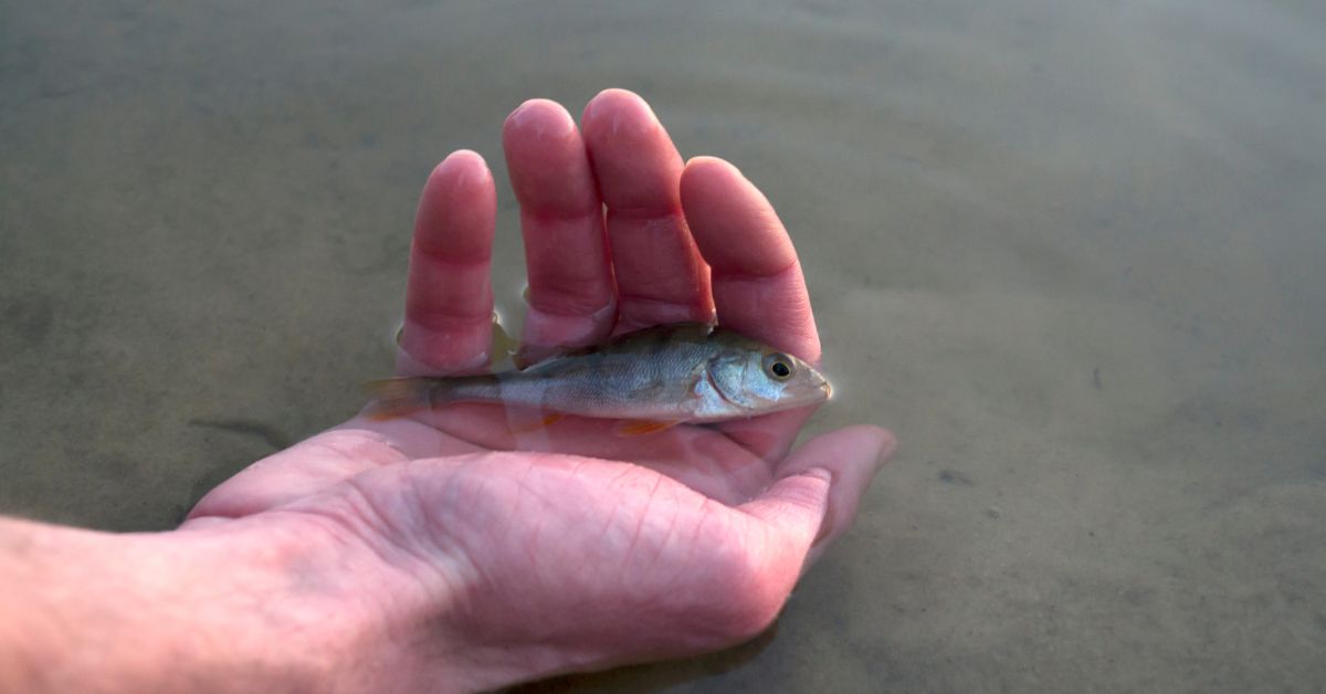 World Fish Migration Day