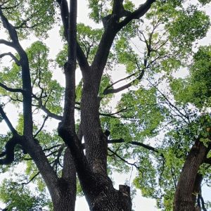 Hands On History: Poet-Trees