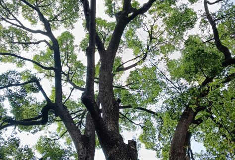 Hands On History: Poet-Trees