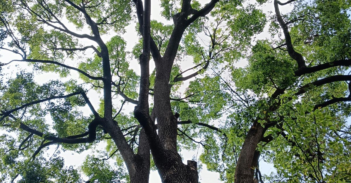 Hands On History: Poet-Trees