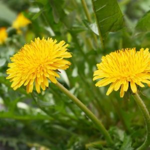 Spring Equinox Celebration