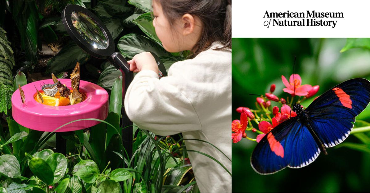 Butterflies at AMNH: A Living Lesson in Nature