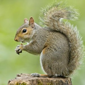 Urban Wildlife Festival